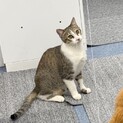 たくさん遊んでにゃ〜♡甘えん坊のデール