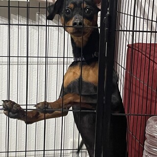 ミニピンの男の子『アイル』君☆