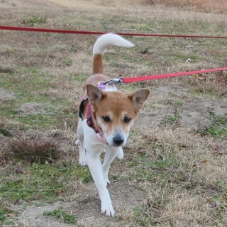 初めだけシャイだけど、実は甘えた、お元気ガール