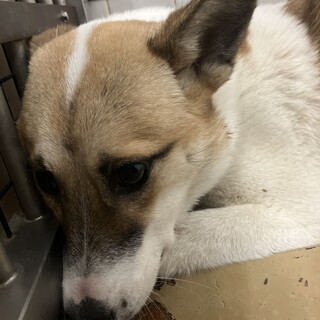 殺処分対象❗️収容期限1/24(金)迄❗️延長なし