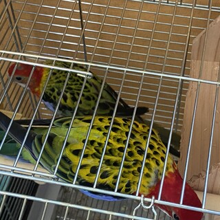 ナナクサインコ ペア