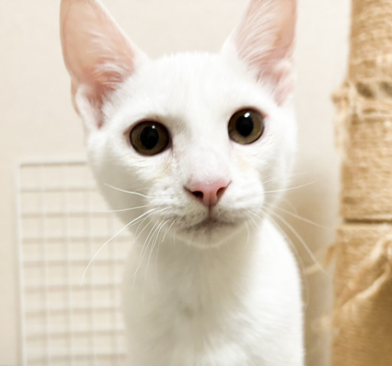 一閑張り　一閑張りバック　白猫　 昼寝猫　猫沢山　素敵 一閑張り 一閑張りバック 白猫 昼寝猫 猫沢山 素敵 バッグ