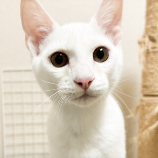 緊急募集！！子猫白猫美男子★きそ