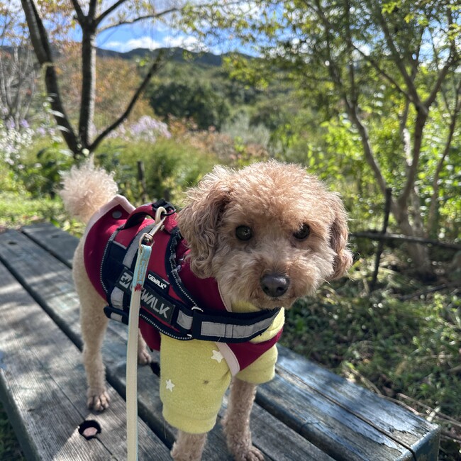 りんご2023のカバー写真