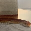 たくさんのお問合せありがとうございました。