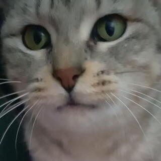 緑の瞳のサバ子さん（更新版その２）