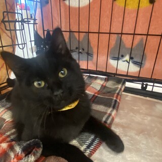 ふわふわ黒猫マタタ