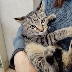 猫の譲渡会・南生涯学習センター