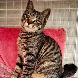 猫の譲渡会・南生涯学習センター サムネイル2