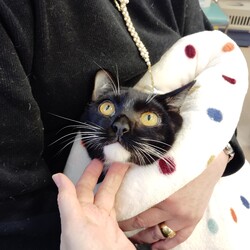 猫の譲渡会・南生涯学習センター サムネイル3