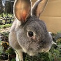 ウサギのぴょん太郎