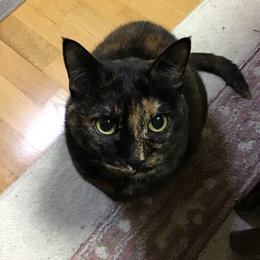 ゆきちゃんと葵ちゃん銀太くんが激似でびっくり。春が待ち遠しいね、銀ママ