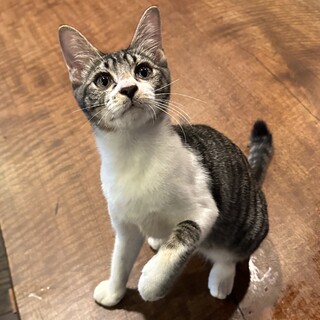 超甘えん坊小さめキジ白女子８ヶ月