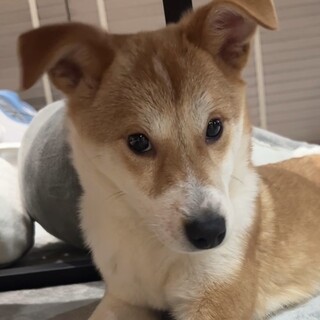 人慣れしてます♡大きなお耳のミミちゃん