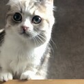 おうち決定〜月ちゃん