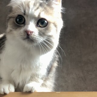 おうち決定〜月ちゃん