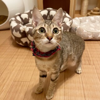 トライアル決定!募集停止　明るくて懐っこい女の子