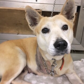 【相談中】断脚を乗り越えた　こやまちゃん　5-6歳