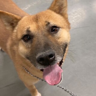 【相談中】のんびりわんこ　バスクくん　2-3歳