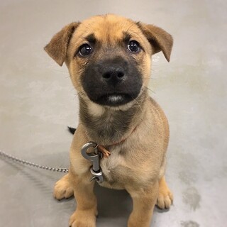 かわいい子犬　メイクくん　2ヶ月