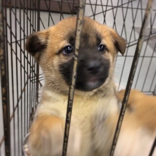 かわいい子犬　ブルーくん　2ヶ月