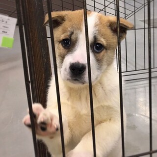 【相談中】かわいい子犬　グリーンくん　2ヶ月