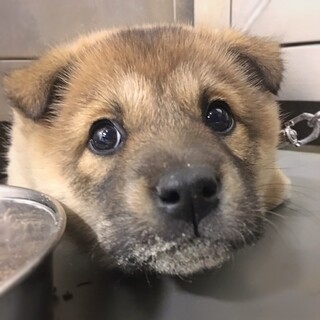 かわいい子犬　チョコファッションくん　2ヶ月