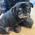 10歳パグのメス　おとなしい性格です
