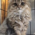 おうち決定〜月ちゃん