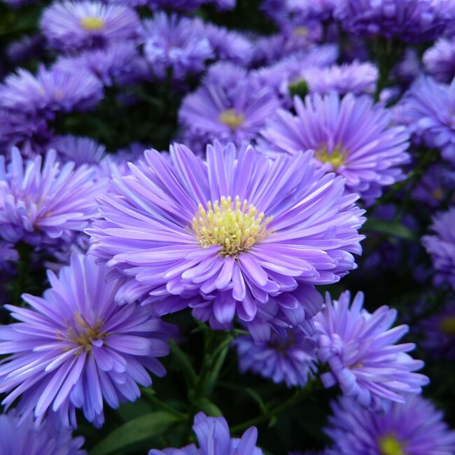 陸姫のカバー写真