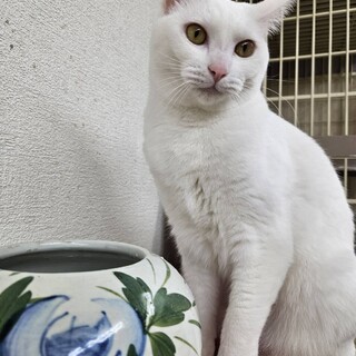  可愛らしい　白猫　レイちゃん