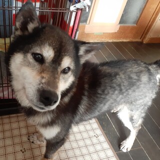 食べること大好き　黒柴のつぼみちゃん