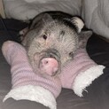 マイクロブタ 男の子1歳