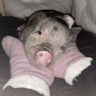 マイクロブタ 男の子1歳