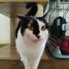 穏やかな白黒の女の子 サムネイル3