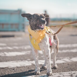 水牛フォルムのふぅちゃん　推定6歳