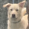 ずっとの家族を探しています