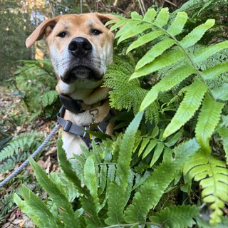 大型雑種のダイちゃん2024年3月頃生まれ