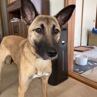 あんず　女の子