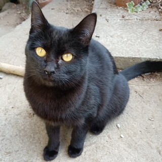 子猫の里親募集中