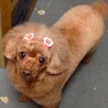 すもみん