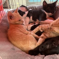 名古屋市緑区猫の譲渡会 サムネイル1