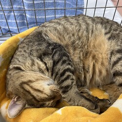 名古屋市緑区猫の譲渡会 サムネイル2