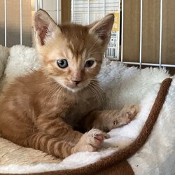 名古屋市緑区猫の譲渡会 サムネイル3