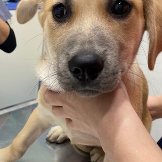 元気一杯愛らしい甘えん坊の子犬♂3か月