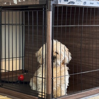 可愛いシーズーダックスmixです