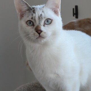 人も猫も大好きな人懐こい男の子たち☆