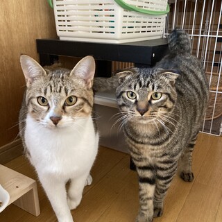 ジュニアとシャア 珍しい特徴を持っている兄弟