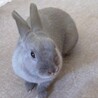 元気いっぱい【芋きんちゃん】