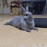 元気いっぱい【芋きんちゃん】